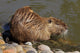 Coipo or Nutria Myocastor Wall Mural