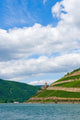 Rhein- Landscape with Vineyard