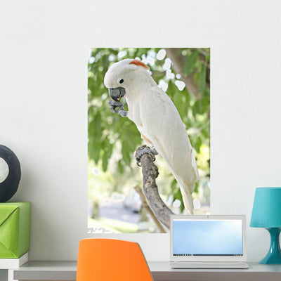 Parrot Wall Mural shown on a wall