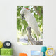 Parrot Wall Mural