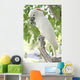 Parrot Wall Mural