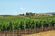 Vineyards Chianti-tuscany