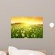 Dandelions Meadow during Sunset