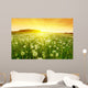 Dandelions Meadow during Sunset