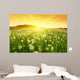 Dandelions Meadow during Sunset