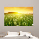 Dandelions Meadow during Sunset