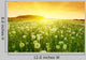 Dandelions Meadow during Sunset