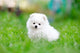 White Pomeranian Spitz Puppy