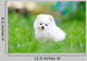 White Pomeranian Spitz Puppy