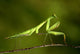 praying Mantis 03 Wall Mural