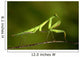 praying Mantis 03 Wall Mural