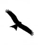 Bird of Prey Wall Decal