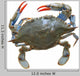 Sea Crab