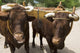 Pair of Oxen with Yoke Wall Mural