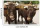 Pair of Oxen with Yoke Wall Mural