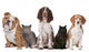 Group Cats and Dogs Wall Decal
