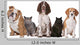 Group Cats and Dogs Wall Decal