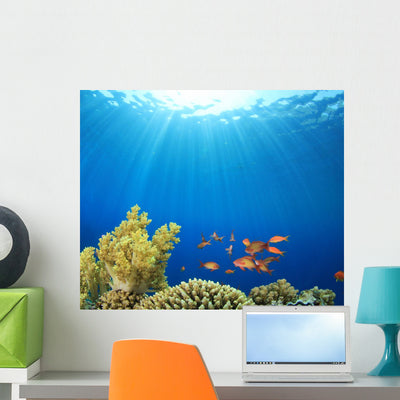 Coral Reef Scene with shown on a wall