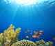 Coral Reef Scene with