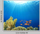 Coral Reef Scene with