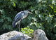 Grey Heron Standing Rock Wall Mural