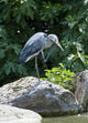 Grey Heron Standing Rock Wall Mural