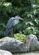 Grey Heron Standing Rock Wall Mural