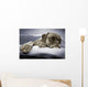 lazy dog Wall Mural