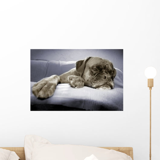 lazy dog Wall Mural