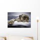 lazy dog Wall Mural