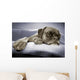 lazy dog Wall Mural