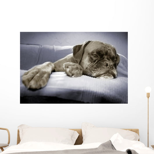 lazy dog Wall Mural