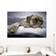 lazy dog Wall Mural
