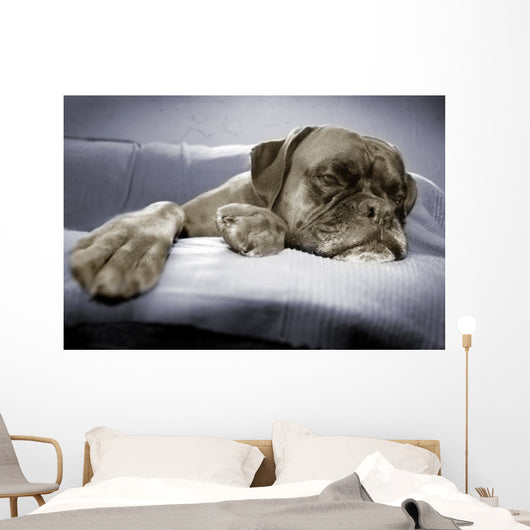 lazy dog Wall Mural