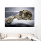 lazy dog Wall Mural
