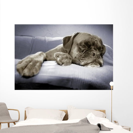 lazy dog Wall Mural