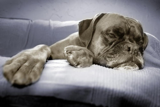 lazy dog Wall Mural