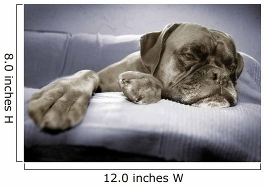 lazy dog Wall Mural