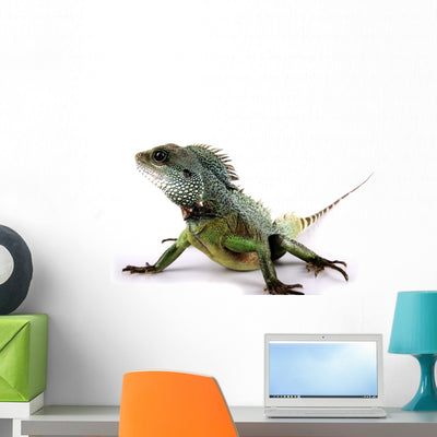 Iguana shown on a wall
