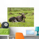Moose Wall Mural