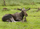 Moose Wall Mural