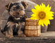 Yorkshire Terrier Puppy and