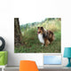 Tricolor Sheltie