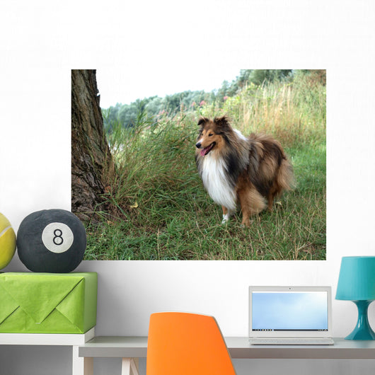 Tricolor Sheltie