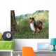 Tricolor Sheltie