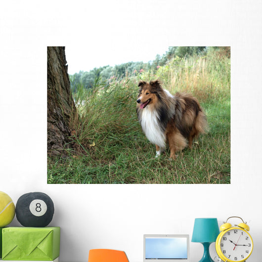 Tricolor Sheltie