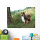 Tricolor Sheltie
