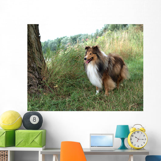 Tricolor Sheltie