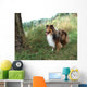 Tricolor Sheltie