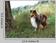 Tricolor Sheltie